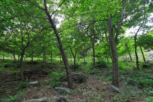 비목나무 /사진제공=국립산림과학원