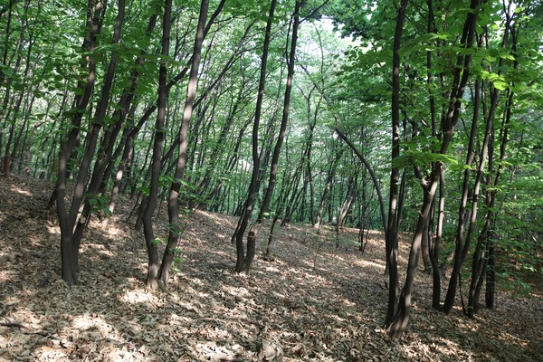 쪽동백나무 /사진제공=국립산림과학원