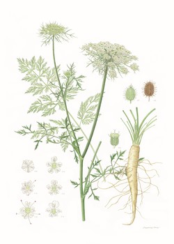 식물세밀화 전시회 최우수상 강혜종 흰당근 /자료제공=