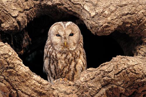 올빼미 /사진=국립생물자원관