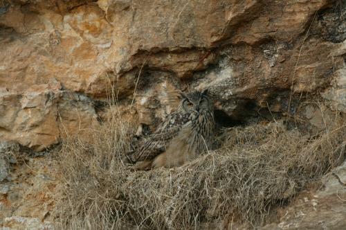 수리부엉이 /사진=국립생물자원관
