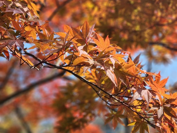 단풍 /사진=김예원 학생기자