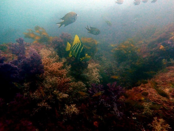직접 촬영한 제주 바닷속 남방계 해수어 /사진=손진환 학생기자