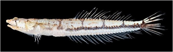 띠별바라기 /사진=국립부경대학교