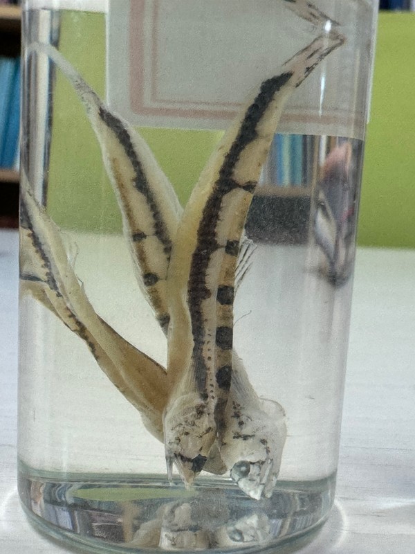 연구실에서 직접 촬영한 띠별바라기 액침표본 /사진=손진환 학생기자