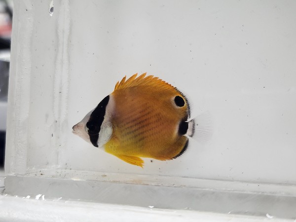 부산에서 채집한 꼬리줄나비고기 /사진=이승환 학생기자