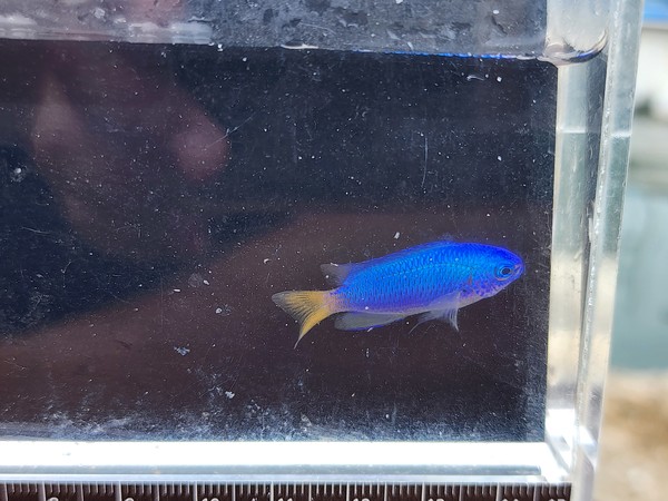 부산에서 채집한 파랑돔 /사진=이승환 학생기자