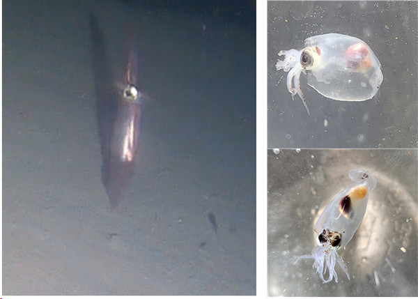 북위 77도에서 심해 카메라로 관찰한 오징어(왼쪽)와 넷트로 채집한 오징어 유생(오른쪽) /사진=극지연구소