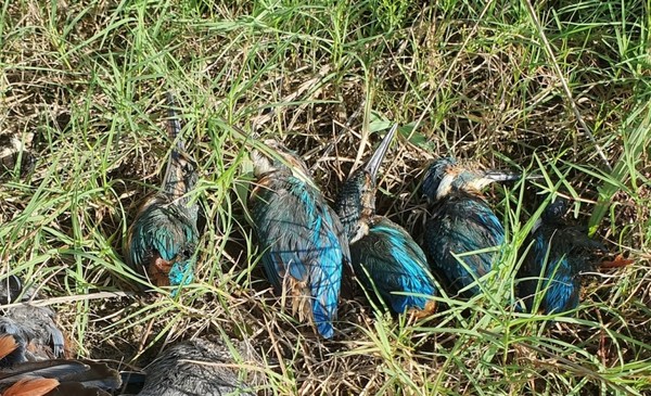 유리창 충돌로 죽은 물총새 /사진=제주자연의벗