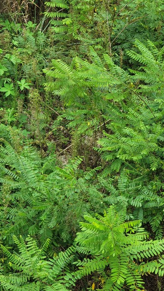 족제비싸리 /사진=이유진 학생기자