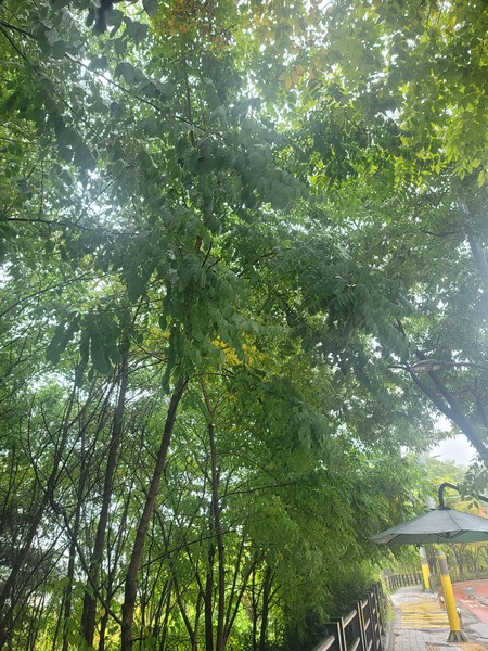 아까시나무 /사진=이유진 학생기자