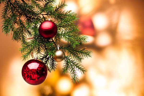 크리스마스 트리 /사진=환경일보DB