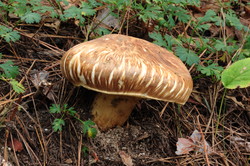 홍천 시험지 송이버섯 /사진=국립산림과학원