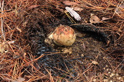 고성 시험림 송이버섯 /사진=국립산림과학원