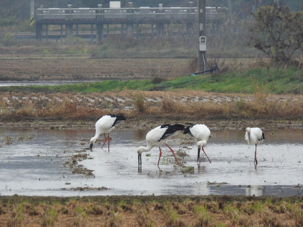 인천녹색연합은 겨울 이동 철새 조사 중 11월 12일부터 백령도 화동 습지와 주변 농경지 일대에 7일째 머무는 황새 최대 104마리를 확인했다. /사진=인천녹색연합
