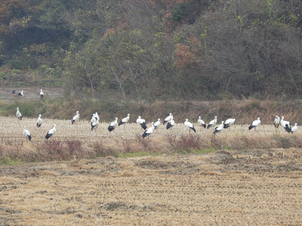 인천녹색연합은 겨울 이동 철새 조사 중 11월 12일부터 백령도 화동 습지와 주변 농경지 일대에 7일째 머무는 황새 최대 104마리를 확인했다. /사진=인천녹색연합