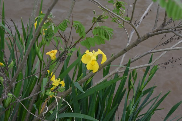 노랑꽃창포 /사진=