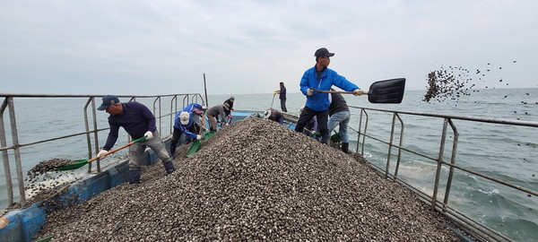 대부도 인근 마을어장에 패류 방류 /사진제공=안산시