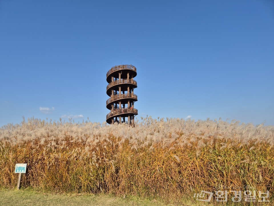사진 명소로 잘 알려진 흔들전망대 주변 갈대밭 /사진제공=김태현 객원기자