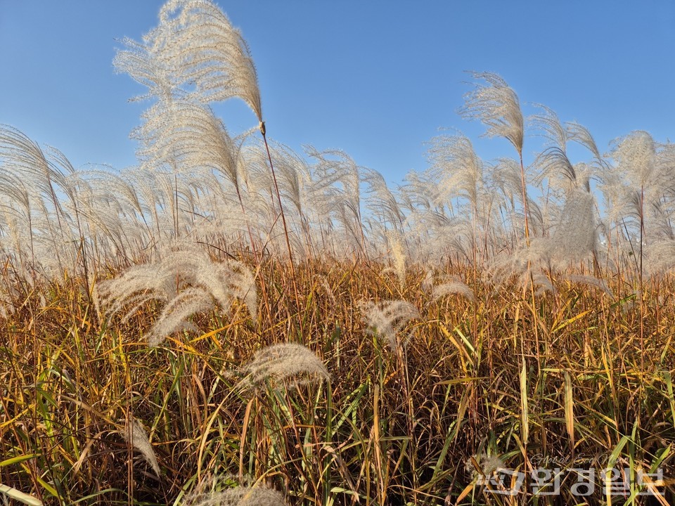 흔들전망대 주변 갈대밭 /사진=김태현 객원기자