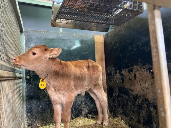 우방 보온관리(원적외선 보온등) /사진제공=농촌진흥청