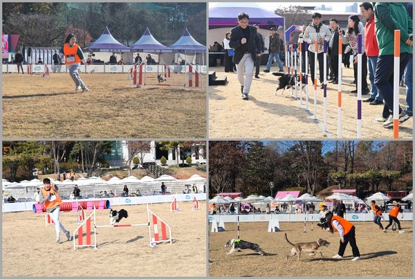 제1회 경기도지사배 ‘전국 반려견 스포츠대회’ 폐막 /사진제공=경기도