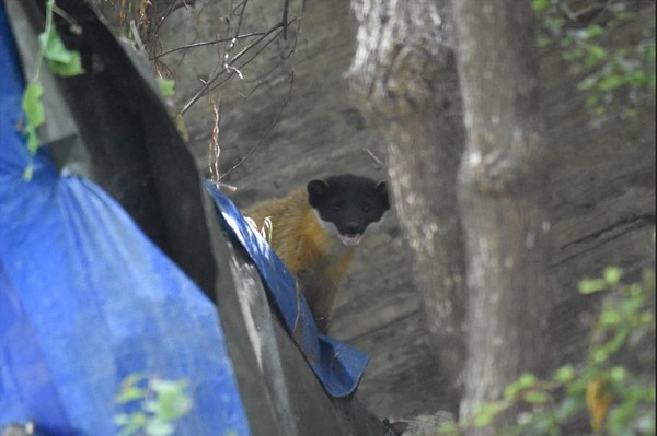 팔현습지 담비 /사진=환경일보DB