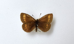 차일봉지옥나비 /자료제공=환경부