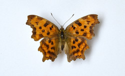 산네발나비 /자료제공=환경부