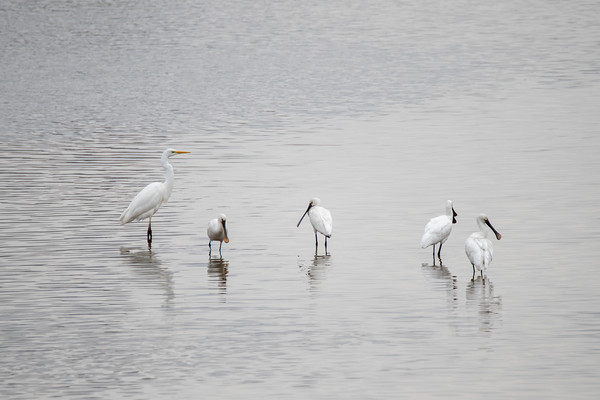태화강 하구에서 발견된 멸종위기종 노랑부리저어새 무리  /사진제공=울산시