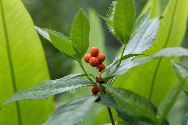 멸종위기 야생생물 Ⅱ급인 ‘죽절초’ /사진제공=국립생태원 멸종위기종복원센터