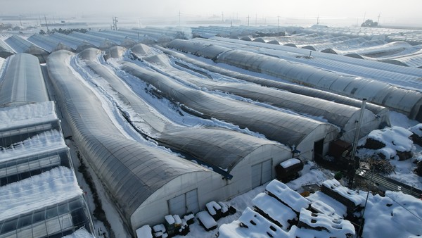 여주시, 폭설피해에 따른 신고 접수 및 피해 농가 지원 /사진제공=여주시