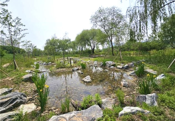 나대지였던 공간이 다양한 수종이 서식하는 생태습지로 바뀐 모습 /사진제공=영등포구