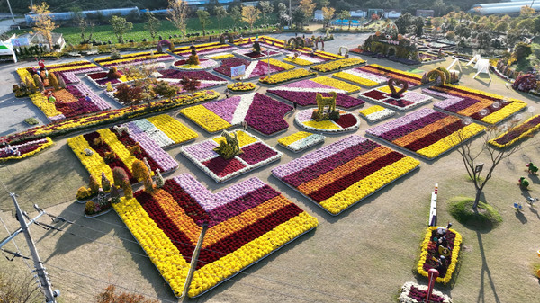 진도군, 2024년 보배섬 국화축제 성황리에 막 내려 /사진제공=진도군