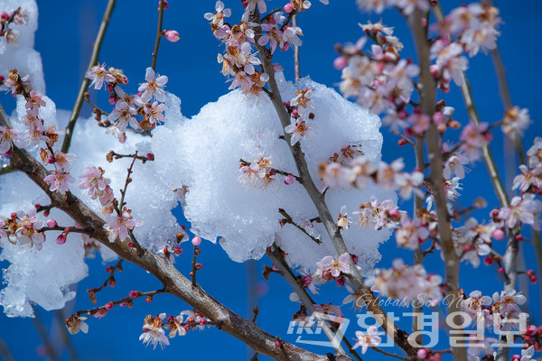 지구시스템의 급격한 변화 및 극단적 이상기후가 빈발하며 기후재난이 증가하면서 기후위기 대응 역시 필요성이 증대되고 있다. /사진=환경일보 DB
