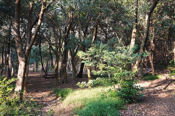 두륜산 장춘숲길(동백숲길) /사진제공=해남군