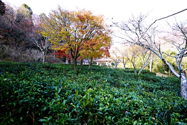 두륜산 길정원(복원된 야생녹차밭 단풍녹차원) /사진제공=해남군