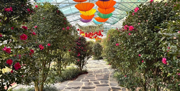 애기동백 /사진제공=신안군