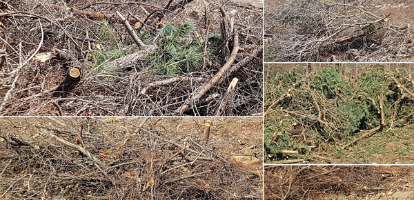 미이용 산림바이오매스 /사진제공=국립산림과학원