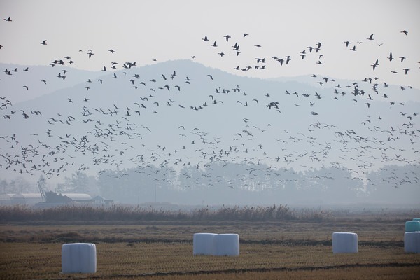 전국 주요 철새도래지 200곳을 대상으로 12월 13일부터 3일간 ‘겨울철 조류 동시 총조사(센서스)’를 하여 전국적으로 95종 132만여 마리의 겨울 철새를 확인했다.