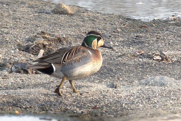  가창오리 /사진제공=환경부