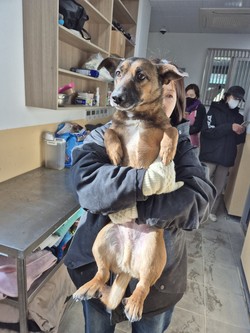 동물단체, 안락사 위기 81마리 구조 /사진=루시의 친구들