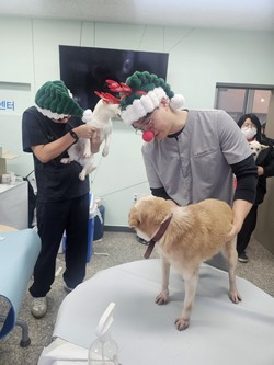 동물단체, 안락사 위기 81마리 구조 /사진=루시의 친구들