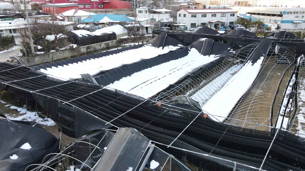 폭설로 붕괴된 비닐하우스 /사진제공=용인시