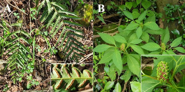 멸종위기종 새깃아재비와 희귀식물 한산자리공 /사진제공=국립호남권생물자원관
