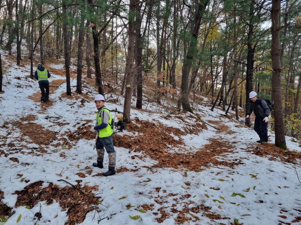 화성시 소나무재선충 예방 나무주사 투약  /사진제공=화성시