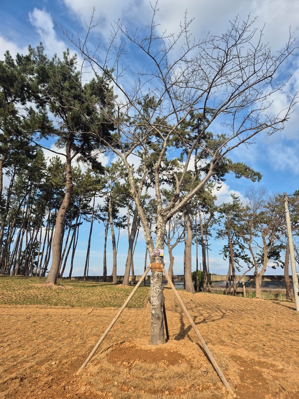 벚나무 이식 눙눙길 치유숲 / 사진제공=해남군