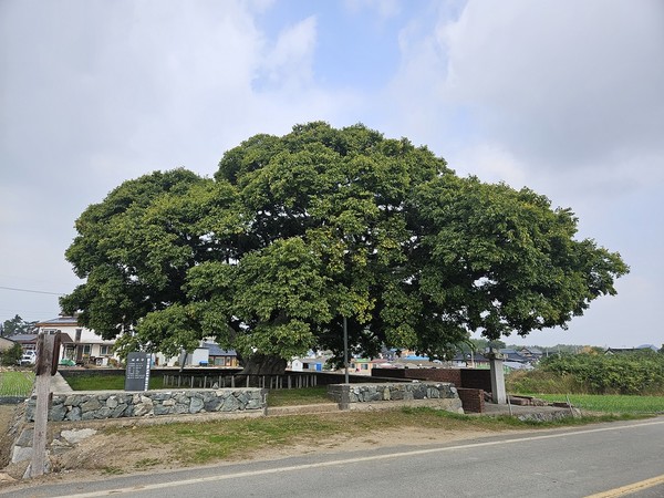 보호수 정비사업 /사진제공=신안군