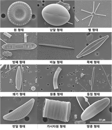 돌말류의 다양한 형태 /자료출처=국립낙동강생물자원관