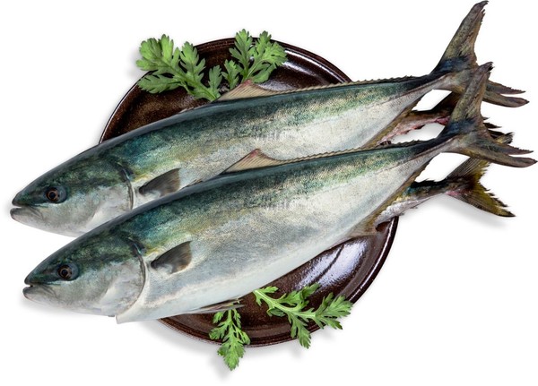 방어는 날씨가 추워질수록 살이 오르고 지방이 풍부해져 겨울철에 가장 맛있게 먹을 수 있는 생선이다. /자료출처=해양수산부